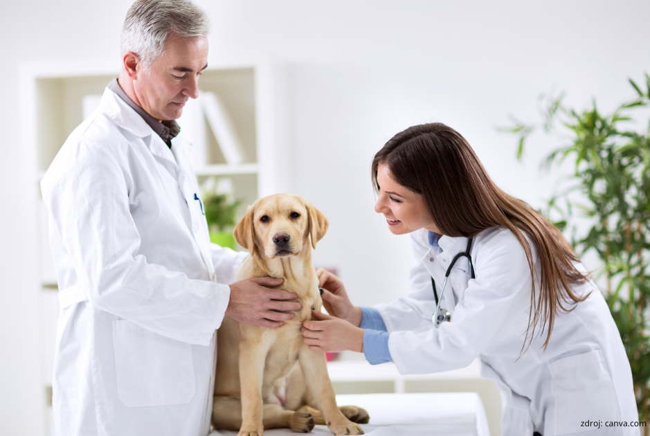 najcastejsie otazky a odpovede o psoch